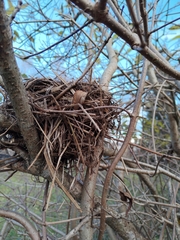 Turdus merula