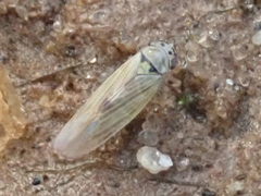 Macrosteles