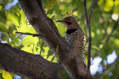 Colaptes auratus luteus