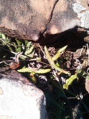 Doryopteris triphylla image