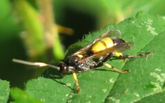 Ichneumon stramentor