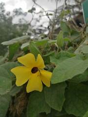 Gonolobus grandiflorus