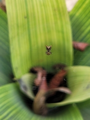 Micrathena