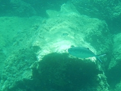 Trachinotus ovatus