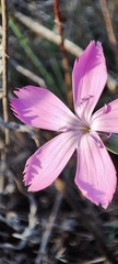 Dianthus lusitanus