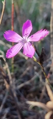 Dianthus lusitanus