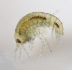 Hyalella
