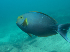 Acanthurus xanthopterus