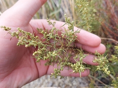 Artemisia dracunculus