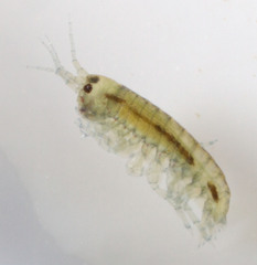 Hyalella