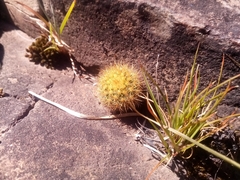 Parodia