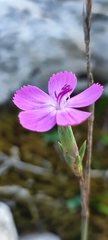 Dianthus lusitanus