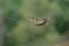 Callibaetis pictus