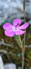 Dianthus lusitanus