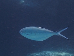 Trachinotus ovatus