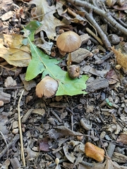 Psathyrella bipellis