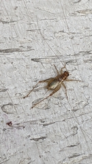 Anaxipha exigua