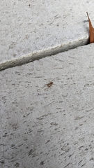 Anaxipha exigua