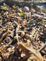 Psathyrella bipellis