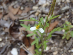 Bidens bigelovii