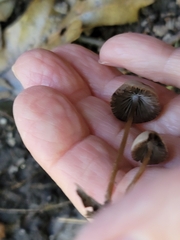 Psathyrella bipellis
