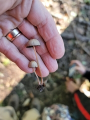 Psathyrella bipellis