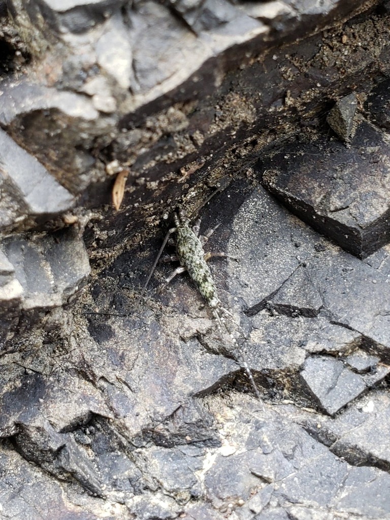 Petrobius from Brookings, OR 97415, USA on October 05, 2022 at 02:21 PM ...