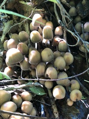 Coprinellus micaceus