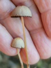 Psathyrella bipellis