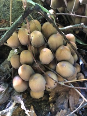 Coprinellus micaceus