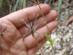 Bidens bigelovii