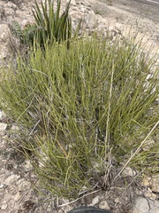 Ephedra