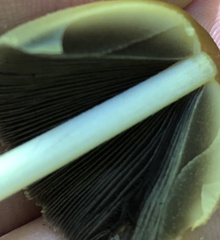 Coprinellus micaceus
