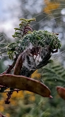 Araneus thaddeus