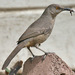 Curve-billed Thrasher - Photo (c) Tony Morris, some rights reserved (CC BY-NC)