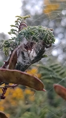 Araneus thaddeus