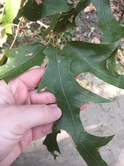Quercus falcata