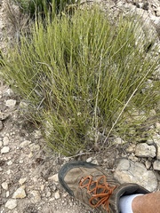 Ephedra