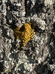 Xanthomendoza