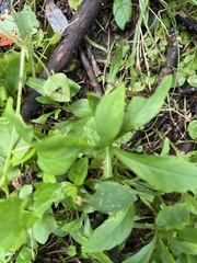 Symphyotrichum prenanthoides