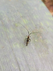 Dictyopsocus pennicornis