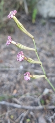 Silene burchellii