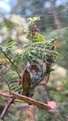 Araneus thaddeus