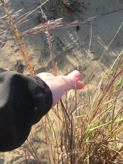 Schizachyrium littorale