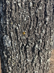 Xanthomendoza