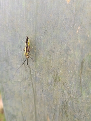 Dictyopsocus pennicornis