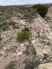 Ephedra