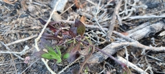 Silene burchellii