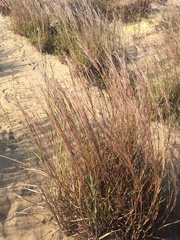 Schizachyrium littorale
