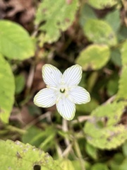 Parnassia grandifolia